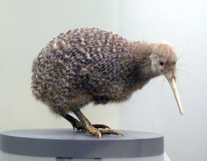 Minta madár töltött kivi (apterygides), nem tud repülni. Auckland Múzeum, Új-Zéland alkotó: Prehistoric Prehistoric
