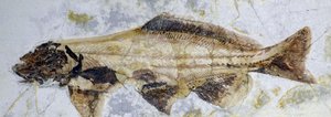 Sturgeon fosszilis lábnyom, alsó kréta (objektum) alkotó: Prehistoric Prehistoric