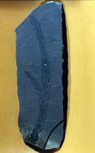 őstörténet: Glyptolepsis keuperiana, a felső triász időszak fosszilis tűlevelű, mezozoikum korszaka. alkotó: Prehistoric Prehistoric