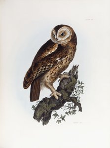 Tawny Bagoly, 1841