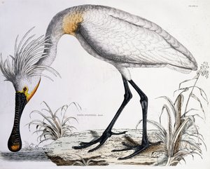 Fehér kanalascsőrű, 1834