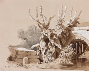 Növénytanulmány egy árok mellett, oktatói kiegészítésekkel, 1856 (ceruza, szépia mosás és gouache papíron) alkotó: Prince Gaetano Maria Federico di Borbone