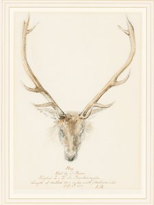 John Brown által lőtt szarvasbika, 1874