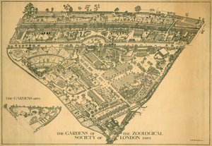 Londoni Állatkert, Regents Park, Westminster, 1929 alkotó: RB Brook Greaves