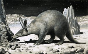 Aardvark alkotó: R.B. Davis