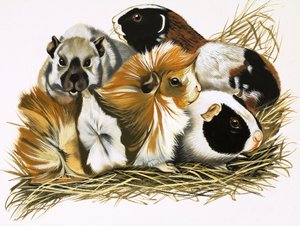 Mindenféle tengerimalacok alkotó: R.B. Davis