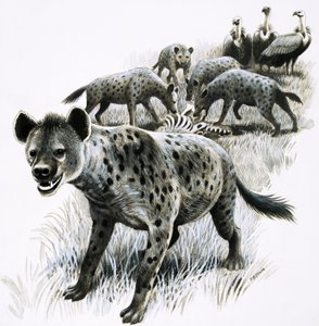 Hiénák zebra tetemet esznek, miközben keselyűk nézik őket alkotó: R.B. Davis