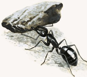 Kis szörnyek: A hatalmas hangya