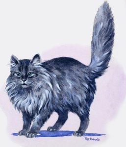 Perzsa macska, a 