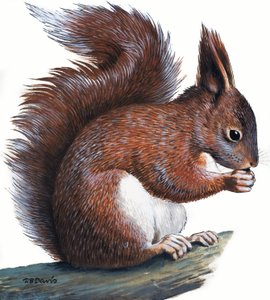 Vörös mókus (gouache, papír) alkotó: R.B. Davis