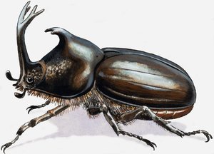 Stag Beetle alkotó: R.B. Davis