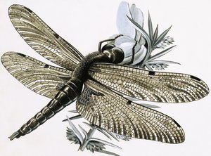 A szitakötő
