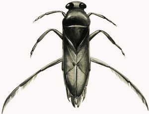 Water Boatman (gouache, papír) alkotó: R.B. Davis