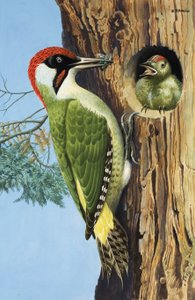 Woodpecker (gouache, papír) alkotó: R.B. Davis