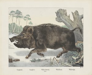 cinghiale. / Sanglier. / vaddisznó. / buzogány. / Vaddisznó. / Wild Wine (cím a tárgyon) alkotó: R. Schulz