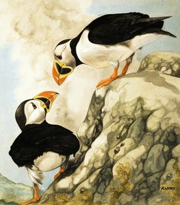 Puffin alkotó: R. Worr