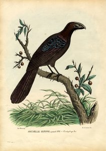Ani, 1863-79 alkotó: Raimundo Petraroja