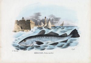 Atlanti tőkehal, 1863-79 alkotó: Raimundo Petraroja