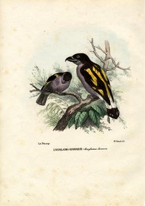 Broadbills, 1863-79 alkotó: Raimundo Petraroja