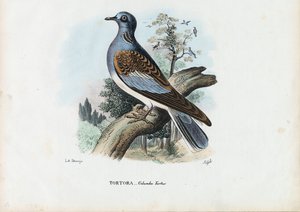 Európai teknős galamb, 1863-79 alkotó: Raimundo Petraroja