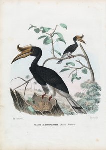 Nagy szarvaskakas, 1863-79 alkotó: Raimundo Petraroja