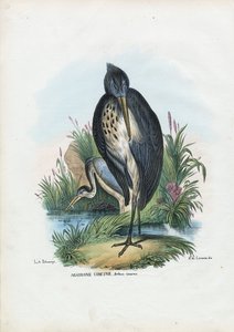 Szürke gém, 1863-79 alkotó: Raimundo Petraroja