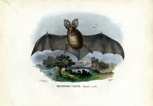 Szürke hosszúfülű denevér, 1863-79 alkotó: Raimundo Petraroja