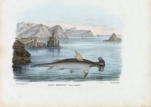 Kalapácsfej, 1863-79 alkotó: Raimundo Petraroja