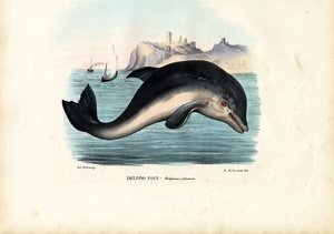Harbor delfine, 1863-79 alkotó: Raimundo Petraroja