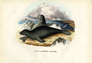 Kikötői fóka, 1863-79 alkotó: Raimundo Petraroja