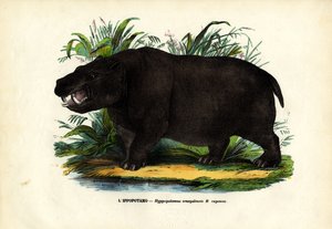Víziló, 1863-79 alkotó: Raimundo Petraroja