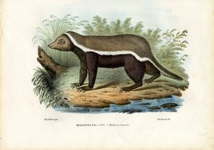 Mézborz, 1863-79 alkotó: Raimundo Petraroja