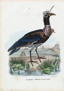 Szarvas sikoltozó, 1863-79 alkotó: Raimundo Petraroja
