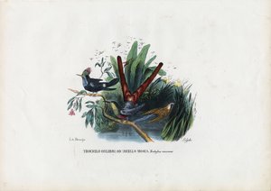 Kolibri, 1863-79 alkotó: Raimundo Petraroja
