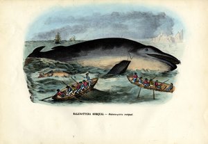 Púpos bálna, 1863-79 alkotó: Raimundo Petraroja