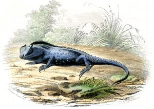 La head fourchue (Lyriocephalus margaritaceus) - Plate extracted from Histoire Naturelle by Bernard Germain de Lacepede (1856-1925), edition P.Furme, Paris alkotó: Raimundo Petraroja