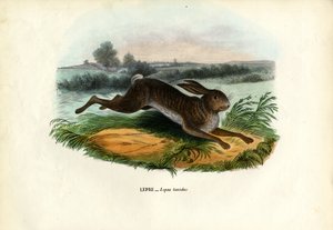 Hegyi nyúl, 1863-79 alkotó: Raimundo Petraroja