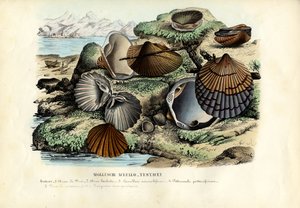 Kagyló, 1863-79