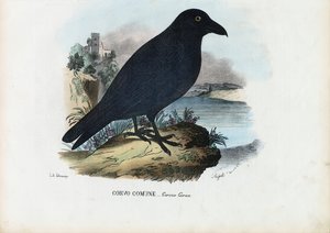 Holló, 1863-79 alkotó: Raimundo Petraroja
