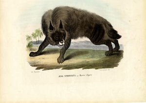 Csíkos hiéna, 1863-79 alkotó: Raimundo Petraroja