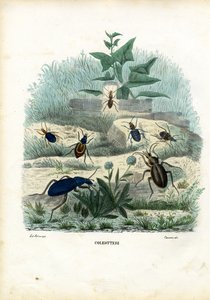 Tigris és földi bogarak, 1863-79