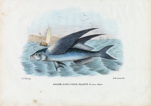 Trópusi kétszárnyú repülőhal, 1863-79 alkotó: Raimundo Petraroja
