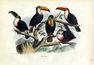 Tukánok, 1863-79 alkotó: Raimundo Petraroja