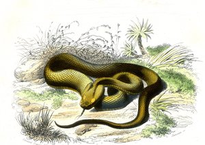 Vipera lándzsahegy (Cophias Lanceolatus) – Bernard Germain de Lacepede (1856-1925) Természettörténeti tányérja, P.Furme kiadás, Párizs alkotó: Raimundo Petraroja