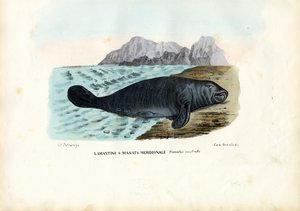 Nyugat-indiai lamantin, 1863-79 alkotó: Raimundo Petraroja