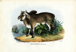 Zebu, 1863-79 alkotó: Raimundo Petraroja