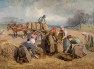 Burgonyagyűjtők, Northumberland, 1903