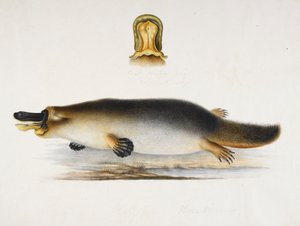 Egy medence melletti kacsacsőrű kacsacsőrű kacsacsőrű kacsacsőrű kacsacsőrű részletével, 1820 körül