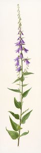 Adenophora fajok (olaj, papír) alkotó: Raymond Booth