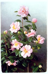 Camellia Japonica fajta alkotó: Raymond Booth